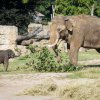 Slůňata se již pravidelně setkávají ve výběhu v expozici Údolí slonů i se svým otcem samcem Ankhorem. Autor: Tereza Mrhálková, Zoo Praha 