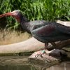 V průchozí voliéře Africké skály v dolní části zoo bývá večer živo. Na snímku vlajkový druh této expozice, ohrožený ibis skalní. Foto Tereza Mrhálková, Zoo Praha