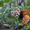 K samci Patovi se nastěhovala roční samice Regica. Návštěvníci mohou nový pár pand červených sledovat ve výběhu naproti hlavnímu vchodu do Zoo Praha. Foto: Tereza Mrhálková, Zoo Praha