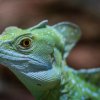 Bazilišek zelený. Při pohledu na něj sice nezkameníte, zato vás může překvapit „chůzí“ po vodě. Foto Tereza Mrhálková, Zoo Praha