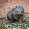 Sedmnáctiměsíční samec vombata obecného dorazil do Zoo Praha ve středu večer. Foto Monika Dolejšová, Zoo Praha