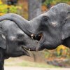 Foto: Petr Hamerník, Zoo Praha