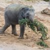 Pro slony jsou větve spíše zpestřením než krmivem. Největší radost z větví měla sloní samička Lakuna. Foto Tereza Mrhálková, Zoo Praha