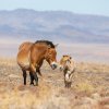 Zoo Praha úspěšně vrací koně Převalského do Mongolska. Na západě a ve středu země už žije životaschopná populace. O reintrodukci posledního divokého koně světa bude nyní nově usilovat v Kazachstánu. Foto Miroslav Bobek, Zoo Praha