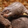 Foto: Miroslav Bobek, Zoo Praha