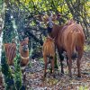 Foto Miroslav Bobek, Zoo Praha