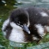 Foto Miroslav Bobek, Zoo Praha