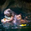 Autor: Miroslav Bobek, Zoo Praha 
