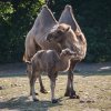 Velbloudi jsou známí svou schopností zásobení energie ve formě tukového hrbu. Mladé samičce v Zoo Praha naroste až časem. Autor: Tereza Mrhálková, Zoo Praha