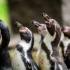 Tučňáci Humboldtovi. Foto Petr Hamerník, Zoo Praha
