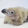 Foto 2: Mládě supa hnědého v pěti dnech života. Foto Zoo Zlín