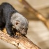 Zoo Praha chová tayry od roku 2004, první úspěšný odchov tohoto druhu se podařil v roce 2011 a jednalo se o první mláděte tayry odchované na území České republiky. Na snímku je jedna ze samic. Autor: Petr Hamerník, Zoo Praha