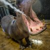 Foto: Petr Hamerník, Zoo Praha