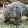 Osmnáctiměsíční samec vombata obecného dorazil do Zoo Praha loni v prosinci. Momentálně váží jedenáct kilogramů, v dospělosti může vážit ještě o šest více. Foto Petr Hamerník, Zoo Praha