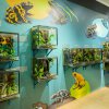 Unikátní kolekce šípových žab právě v Zoo Praha. Výstava pralesniček, která byla slavnostně otevřena v sobotu odpoledne, potrvá v Galerii Gočárovy domy do konce října. Foto: Petr Hamerník, Zoo Praha. 