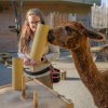 Hlavními hvězdami programu v rezervaci Bororo v Zoo Praha budou lama alpaka Sancho, miniprasátka Jonatán a Pepinka, koza Jarmila, fretka Fred a samec káněte Harrisova Diego. Foto: Petr Hamerník, Zoo Praha.