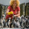 V 11 hodin mohou návštěvníci vidět skupinu tučňáků Humboldtových při komentovaném krmení v jejich pavilonu v dolní části Zoo Praha. Foto: Petr Hamerník, Zoo Praha.