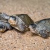 Foto: Petr Hamerník, Zoo Praha