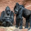 Typická scéna pozorovatelná v těchto dnech v Rezervaci Dja: Kijivu (nalevo) s dvoutýdenním mládětem na prsou či břiše a Duni (napravo) s téměř čtyřměsíční Mobi na zádech při cestách pavilonem. Foto Jaroslav Šimek, Zoo Praha
