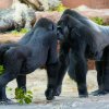 Devítiletá Duni se seznamuje se svoji babičkou Kijivu. Podle chovatelů ale gorily společné geny vzájemně nevycítí. Foto Petr Hamerník, Zoo Praha