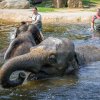 Dnes jsou sloni indičtí ohroženi zejména ztrátou životního prostředí a fragmentací areálu, kvůli čemuž jsou jejich populace izolované. V Asii prudce roste počet obyvatel a původně venkovské oblasti se postupně mění v města. Foto Petr Hamerník, Zoo Pr