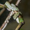 Jediné letošní mládě, které se nenarodilo žluté, perfektně splývá s okolím. Najít všech pět háďat proto může být zábavnou výzvou pro malé i velké návštěvníky pražské zoo. Foto Petr Hamerník, Zoo Praha