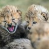 Malým gepardům nyní začínají růst řezáky. Foto Petr Hamerník, Zoo Praha