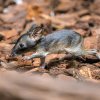 Mládě klokánka krysího obývá spolu se svými rodiči expoziční celek Darwinův kráter. V jeho domovině na východě Austrálie ohrožují tohoto vačnatce zejména invazivní druhy zvířat i stále častější požáry. Foto Petr Hamerník, Zoo Praha