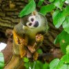 Návštěvníci se na komentované krmení u čiperných kotulů veverovitých mohou těšit v 10.30 na opičích ostrovech. Foto Petr Hamerník, Zoo Praha