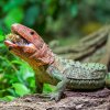 Jazykem dracény své kluzké sousto několikrát šikovně obrátí a oddělí ostré úlomky rozdrcené skořápky, které vyplivnou. Foto Petr Hamerník, Zoo Praha