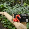 Dárkový poukaz na roční vstupenku je ideálním vánočním dárkem pro příznivce Zoo Praha a její časté návštěvníky. Foto Zoo Praha