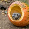 Surikaty i hrabáči kapští ocení dýně plné takzvaných moučných červů. Foto Petr Hamerník, Zoo Praha