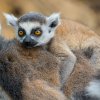 Šestitýdenní mládě na zádech své matky. Foto Petr Hamerník, Zoo Praha