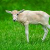 Foto Petr Hamerník, Zoo Praha