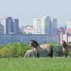Pražské Dívčí hrady nabízejí nyní unikátní pohledy na divoké koně Převalského s hříbaty a městské panorama. Nalevo stojí klisna Vereda se svým hříbětem, napravo klisna Gruhne s tím svým. Foto Petr Hamerník, Zoo Praha