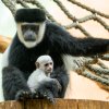 Mládě guerézy je dobře k vidění v průběhu celé otevírací doby Zoo Praha. Návštěvníci ho téměř jistě naleznou na břiše či na klíně jeho matky Lebamby nebo „tety“ Nyiangy. Foto Petr Hamerník, Zoo Praha