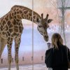 První kontakt nové žirafy a návštěvníků. Foto Petr Hamerník, Zoo Praha