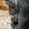 Foto Petr Hamerník, Zoo Praha