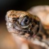 Takzvaný vaječný zub je na tváři malé želvy záhadné stále dobře patrný. Rohovitý útvar na čelistech umožňuje mláděti rozbít skořápku a vylíhnout se z vejce. Záhy se scvrkne a odpadne. Foto Petr Hamerník, Zoo Praha
