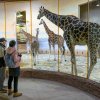 Na žirafy je během zimních měsíců zpravidla bližší pohled než v létě – a lidé si mohou prohlédnout i loni narozenou Johanku. Foto Petr Hamerník, Zoo Praha