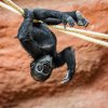 Mobi naopak neustále zkoumá své okolí. Foto Petr Hamerník, Zoo Praha