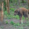 Zubři jsou blízcí příbuzní amerických bizonů. Liší se od nich však štíhlejší stavbou těla a vyššími končetinami. Foto Petr Hamerník, Zoo Praha