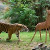 Achilles „loví“ svůj dárek v podobě potravního enrichmentu – srnu z vrbového proutí naplněnou masem. Foto Petr Hamerník, Zoo Praha