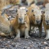 : V latině je kapybara „vodním prasetem“. Foto Petr Hamerník, Zoo Praha