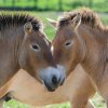 Kandidáti na transport do Kazachstánu. Aktuálně procházejí nutnou předodletovou karanténou. Foto Petr Hamerník, Zoo Praha
