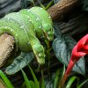 Foto: Petr Hamerník, Zoo Praha