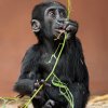 Bezmála roční Gaia už s chutí ochutnává stravu dospělých, zatímco však stále pije i mateřské mléko od své matky Kijivu. Foto Petr Hamerník, Zoo Praha 