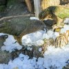 S ledovými kostkami si zítra pohrají i novozélandští endemité – nestoři kea, kteří jsou proslulí svou zvídavostí a inteligencí. Foto Petr Hamerník, Zoo Praha