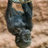Nejoblíbenější kratochvílí sedmiměsíční Mobi je v těchto dnech houpání se na provazech hlavou dolů. Foto Petr Hamerník, Zoo Praha