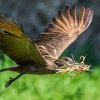 Kladivouši jsou „věční“ stavitelé. Často opravují i stará, dříve opuštěná hnízda, do kterých se po čase vracejí. Foto Petr Hamerník, Zoo Praha 